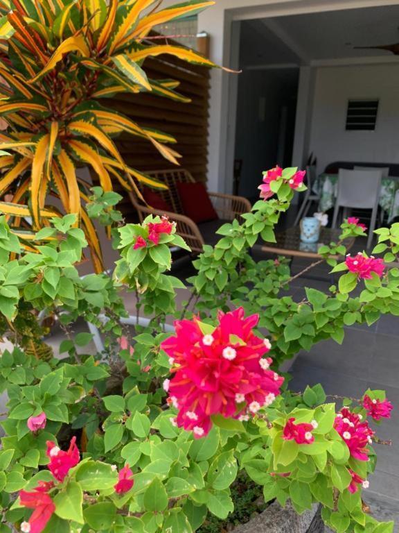 Le Tropical Appartement 1 Ou 2 Chambres Les Anses-d'Arlets Kültér fotó